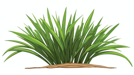 Lemongrass plant bush shoot or sprout engraving ske