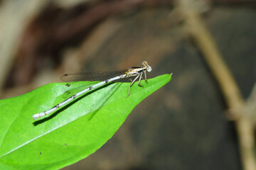 a damselfly in nature, macro photography, close up, insect.