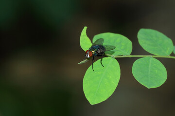 a green fly perched on a leaf, macro photography, close up, insect.