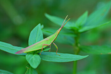a grasshopper perched on a leaf, macro photography, close up, insect.