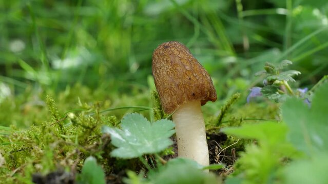 Fingerhutmorchel oder Fingerhutverpel (VERPA CONICA)