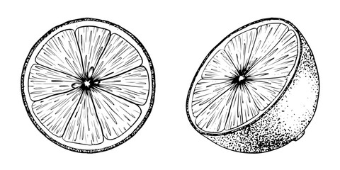 Set of Lemon slice fruits. Sketch Hand drawn vector illustration. Black outline ink of citrus fruit. Isolated on white background. Design for menu, package, cosmetic, textile