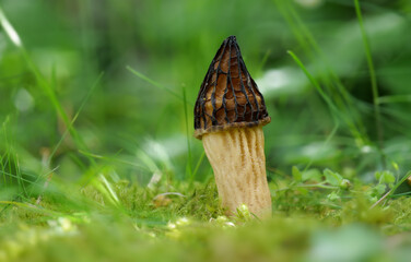 Käppchenmorchel (MORCHELLA SEMILIBERA)