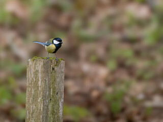 Kohlmeise (Parus major) auf einem Zaunpfahl