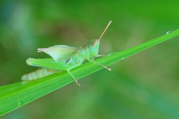 a beautiful grasshopper finished molting, macro photography, close up, insect.