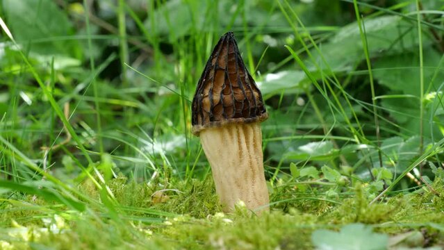 K&auml;ppchenmorchel /MORCHELLA SEMILIBERA)