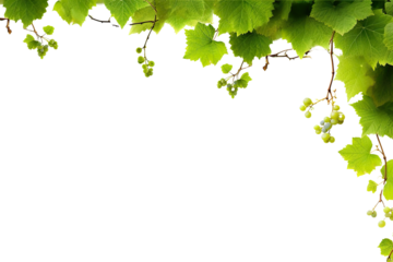 Fresh Grapevine Border Isolated on transparent background