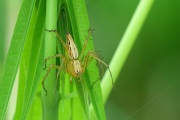 a spider stuck to a plant, macro photography, close up, insect.