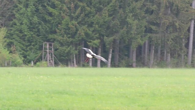 Storch (Ciconiidae) im Anflug auf eine Wiese n&auml;he Landsberg am Lech