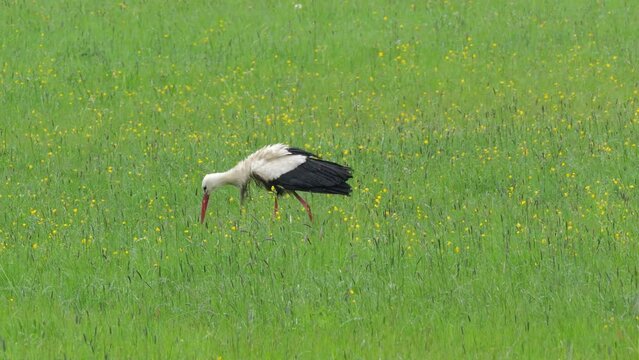 Storch (Ciconiidae) auf einer Wiese n&auml;he Landsberg am Lech bei der Futtersuche