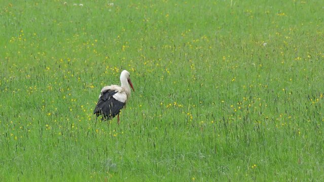 Storch (Ciconiidae) auf einer Wiese n&auml;he Landsberg am Lech bei der Futtersuche