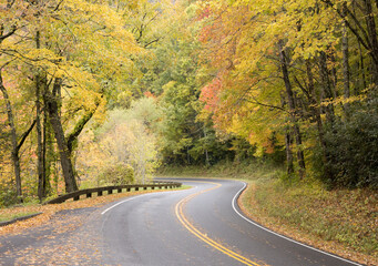 Fototapeta premium Road through the Autumn Woods