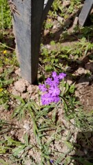 flowers in the woods