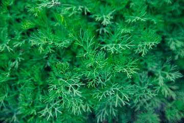 Green dill leaves in the garden. Organic farm. Healthy eating. Foods rich in vitamins. Agricultural...