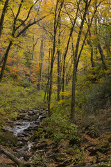 Autumn woods full of color