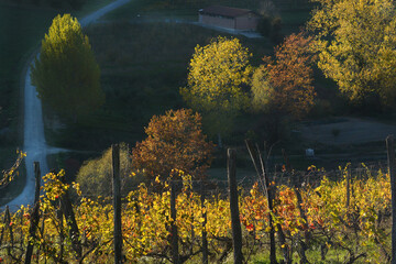 View on colorful vineyards of Langhe Roero Monferrato, UNESCO World Heritage in Piedmont, Italy. in...
