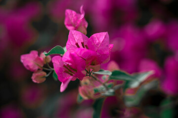 In focus, pink bougainville flowers, with small white flowers in the center. In the background,...