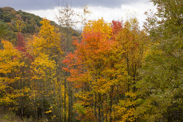 Fototapeta premium Autumn woods full of color