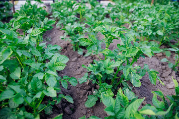 A vegetable garden with potatoes in the countryside. The potatoes are planted in long rows.