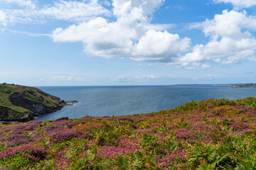 Parterre de fougères et bruyères fleuries sur les falaises de la presqu'île de Crozon, dominant...