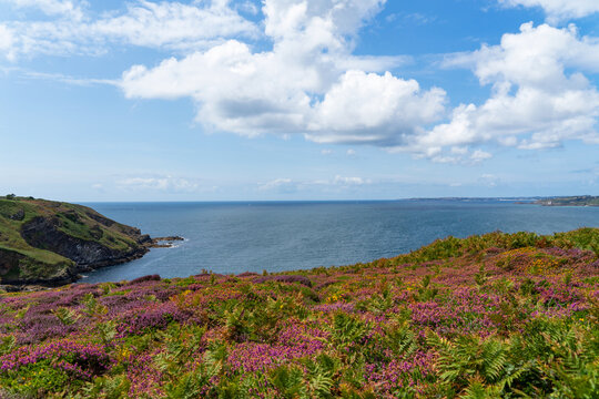 Parterre de foug&egrave;res et bruy&egrave;res fleuries sur les falaises de la presqu'&icirc;le de Crozon, dominant la rade de Brest, une symphonie de couleurs naturelles dans ce paysage c&ocirc;tier breton.