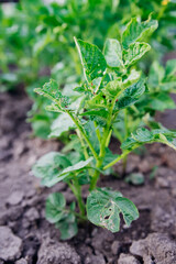 Colorado potato beetle - Leptinotarsa decemlineata on potato bushes. Pest of plants and agriculture. Treatment with pesticides. Insects are pests that damage plants.