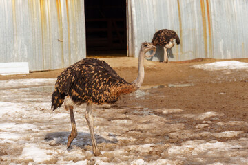 Ostrich stands in the dirt near a fence on an ostrich farm, observing its surroundings.