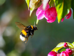 Macro of a flying bumblebee