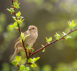 House sparrow bird sitting on a tree