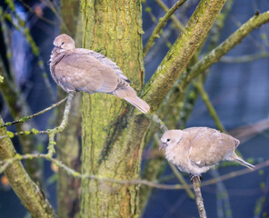 Dove couple sitting on a tree