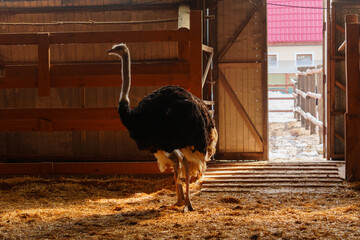 Ostrich stands tall on a wooden fence, surrounded by snow, at an ostrich farm in a serene winter...