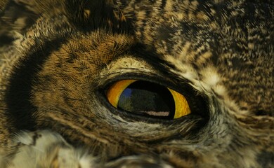 close up of an eye of an owl