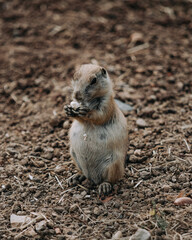 Chien de prairie dans leur habitat 