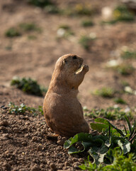 Chien de prairie dans leur habitat 