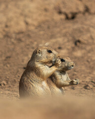 Chien de prairie dans leur habitat 