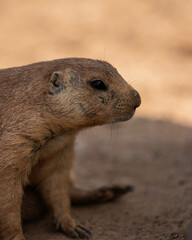 Chien de prairie dans leur habitat 