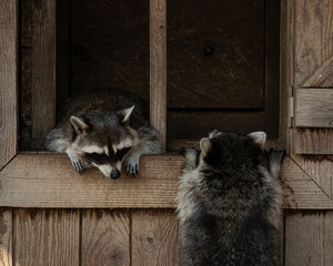 Ratons-laveurs dans leur habitat © pierre