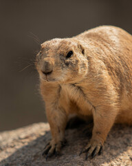 Chien de prairie dans leur habitat 