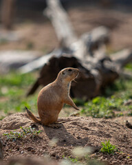 Chien de prairie dans leur habitat 