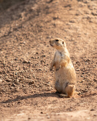 Chien de prairie dans leur habitat 