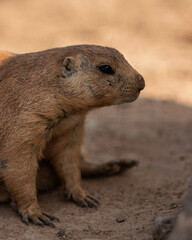 Chien de prairie dans leur habitat 