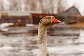 Geese standing in a row next to each other on a farm. Selective focus