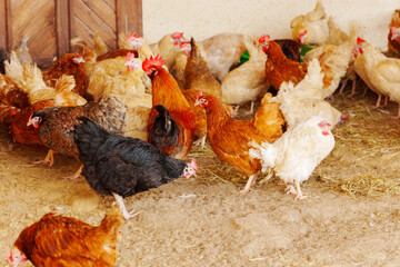 Group of chickens standing in a row, each clucking and pecking at the ground.
