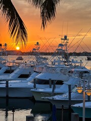 singer island florida sis fish marina palm beach shours florida sail fish marina and docks  