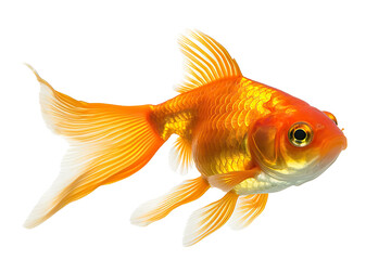 Captivating Beauty Goldfish Isolated on transparent background