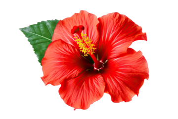 Vibrant Beauty Bright Red Hibiscus Flower on transparent background