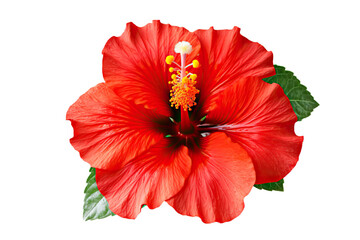 Vibrant Beauty Bright Red Hibiscus Flower on transparent background