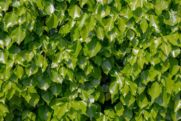 Selective focus of young green leaves in spring, Hedera colchica growing on the wall in garden with...