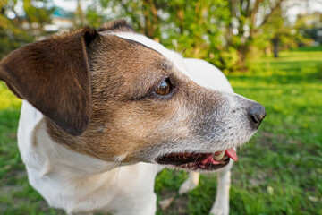 Dog. Jack Russell Terrier. Portrait. Cute hunting dog. Pet.