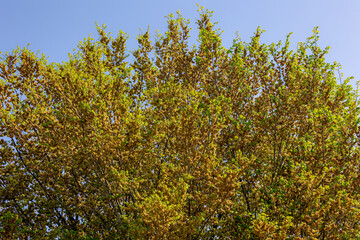 Ulmus minor samarae tree, Brown flowers on twig in late spring with green leaves, Elms are deciduous and semi-deciduous trees comprising the flowering plant genus Ulmus in the plant family Ulmaceae.